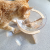 [다울] 캣츠보울 원목식기 고양이 수반