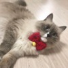 [혀니단비] 방울달린 핸드메이드 고양이 리본 보타이
